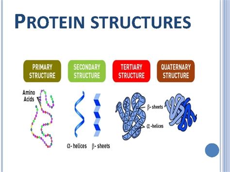 PROTEIN OUTLINE Protein Definition Protein structure Protein Function