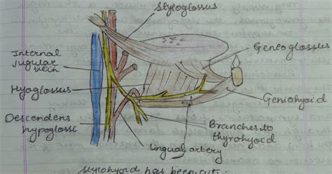 Medicowesome: Extrinsic muscles of the tongue