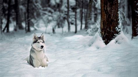 Siberian Husky Snow Wallpaper