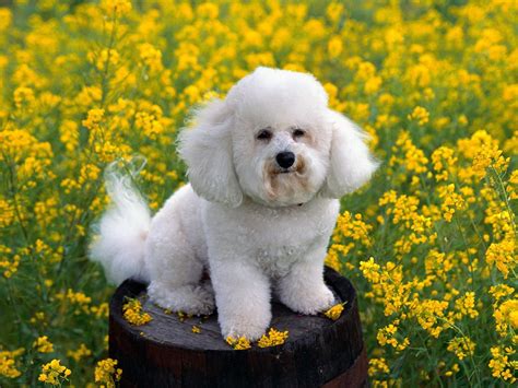 bichon frise - Dogs Wallpaper (13248856) - Fanpop