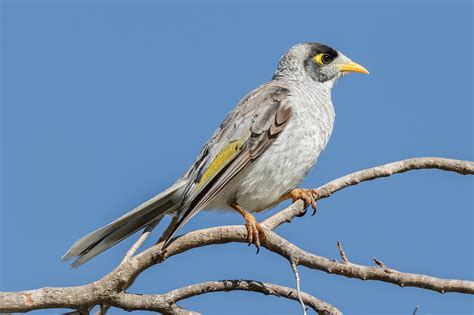 Australian Birds In The City - Australia's Wonderful Birds