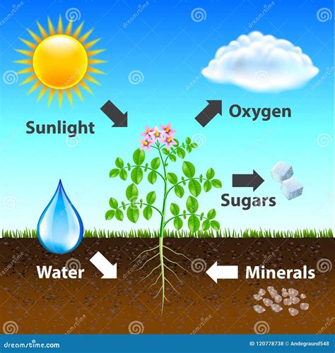 Photosynthesis Diagram Stock Illustrations – 474 Photosynthesis Diagram ...