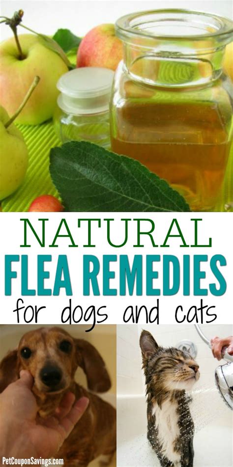 11 Natural Flea Remedies for Dogs and Cats - Pet Coupon Savings