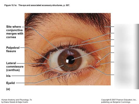 external eye Diagram | Quizlet