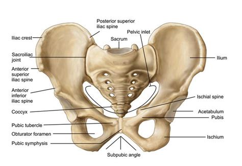 Identify the Bony Posterior Wall of the Pelvis