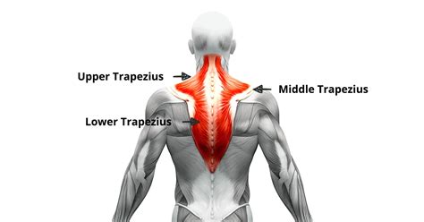 Trapezius muscle exercise - Stretching & Strengthening Exercise