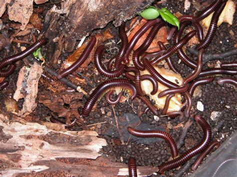 Breeding Millipedes - The Giant Millipede Resource