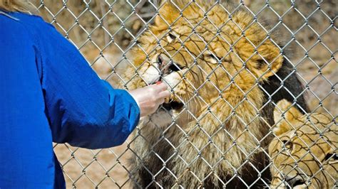 Woman Ejected from Zoo for Feeding Lions