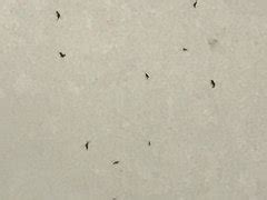 infestation of little black bugs