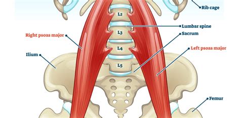 Psoas Anatomy