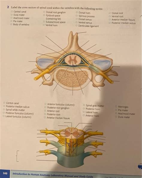 Spinal Cord Cross Section Diagram Labeled