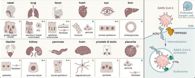 Receptors for SARS-CoV-2 Present in Wide Variety of Human Cells | The ...