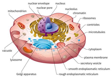 55,600+ Cell Organelle Stock Photos, Pictures & Royalty-Free Images ...