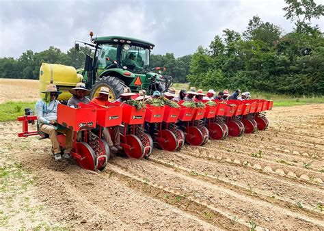 Southern growers gear up for sweet potato harvest | The Packer