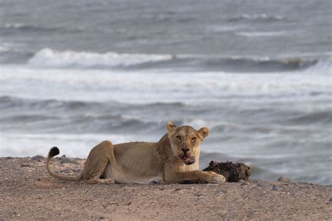 In Namibia, Lions Are King of the Beach | Hakai Magazine