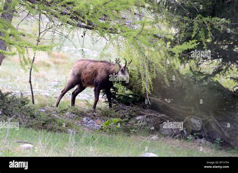 Chamois, Gams, mountain goat, chamois, chamois, chamois, Rupicapra ...