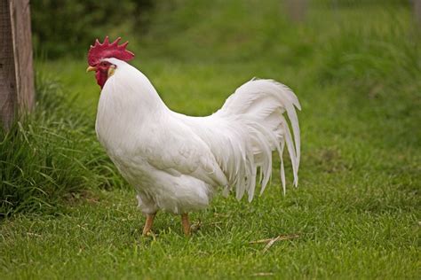 White Leghorn Chicken Breed Guide