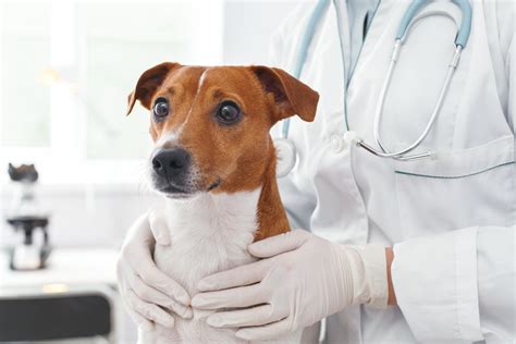 Pet Emergency Care | Advanced Animal Hospital of WI