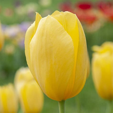 Hella Lights Tulip Bulbs | Always Wholesale Pricing | Colorblends®