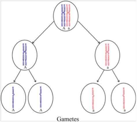 Gametes Are Cells