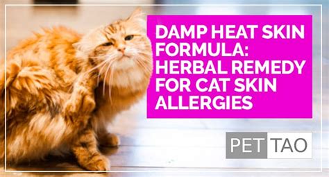 Cat Skin Allergies: How to Identify and Treat Symptoms