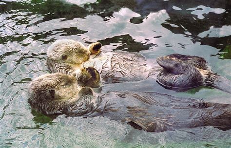 Sea Otters Holding Hands | ubicaciondepersonas.cdmx.gob.mx