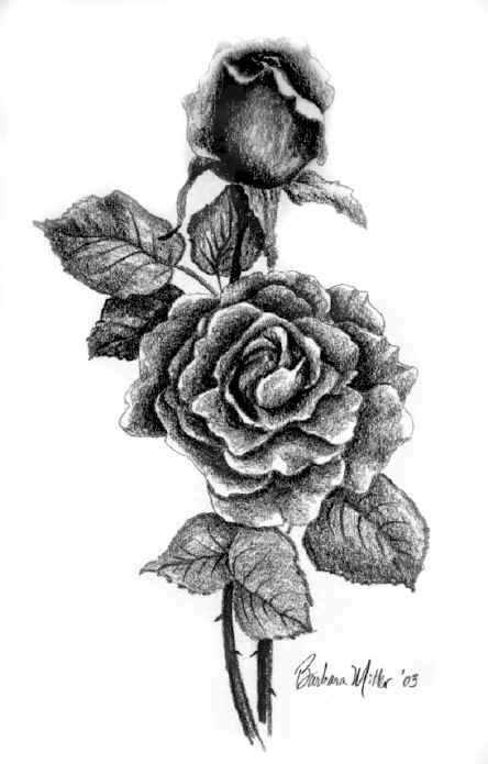 Rose With Thorns Drawing at PaintingValley.com | Explore collection of ...