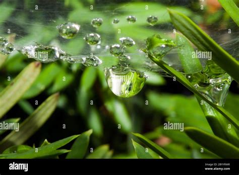 Spider web with dew drops Stock Photo - Alamy