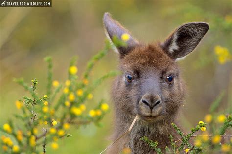 Where to See Native Australian Animals: an Epic Australia Roadtrip ...