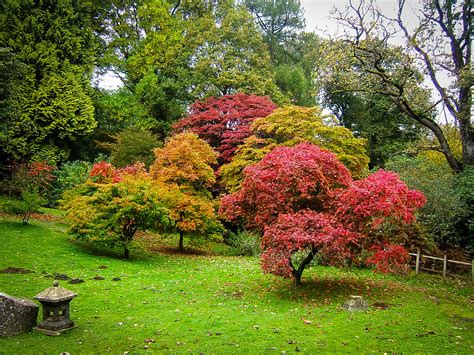 The Complete Japanese Maple Guide | The Tree Center™