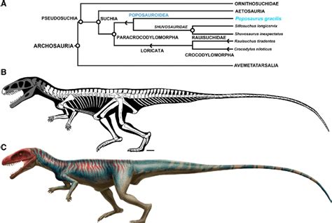 (A) Simplified phylogeny for Archosauria, modified from Nesbitt et al ...