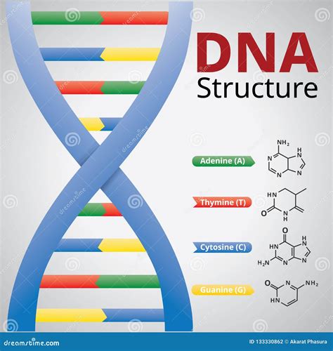 Spiral of DNA, an Illustration of the Structure of the DNA Molecules ...