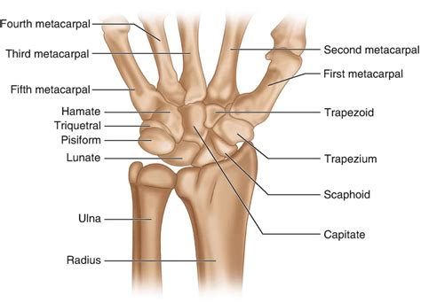 Wrist Dislocation - Cause, Symptoms, Treatment, Exercise