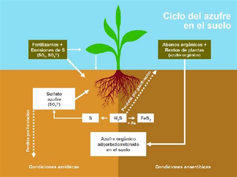 ¿Cuál es el ciclo del azufre o ciclo biogeoquímico del azufre? ️ - GT