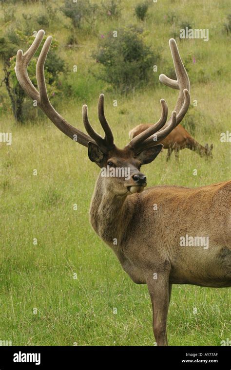 Red Deer with Antlers Stock Photo - Alamy