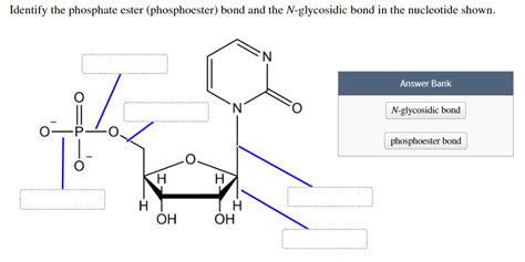 Solved Identify the phosphate ester (phosphoester) bond and | Chegg.com