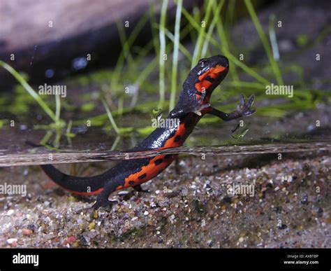 Japanese firebelly newt, Japanese fire bellied newt (Cynops ...