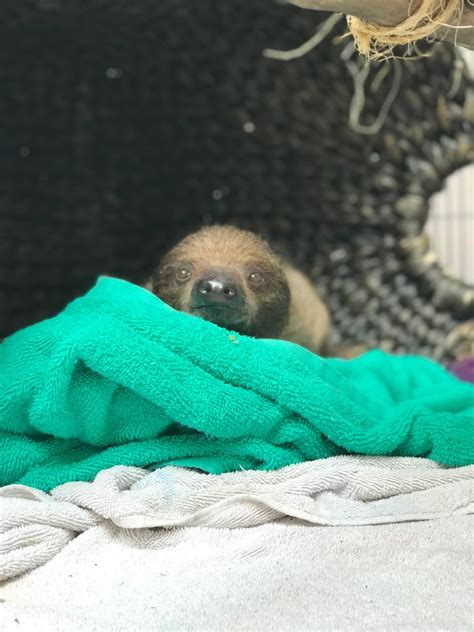 Baby Sloths Welcomed at Adventure Aquarium in Camden – NBC10 Philadelphia