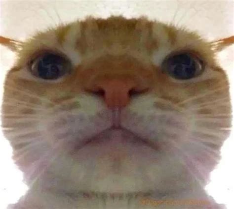 Bruh Face Cat Blank Template - Imgflip