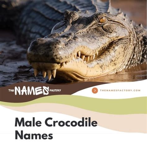 300+ Creative Crocodile Names & Alligator Names