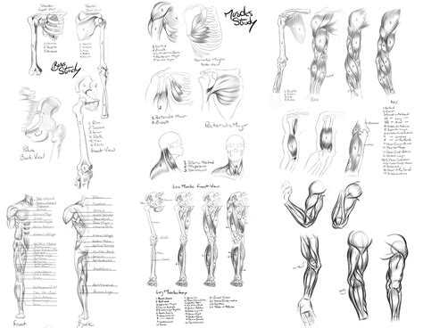 Anatomy Reference by Khem-Art on DeviantArt