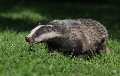 Eurasian Badger: 110 European Badger Profile Fun Facts - Mammal Age