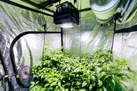 5 Simple Steps For A Perfect Indoor Grow Tent Setup - Alovegarden.com