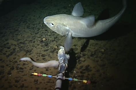 VIDEO: World's deepest fish discovered in Mariana Trench by Aberdeen ...