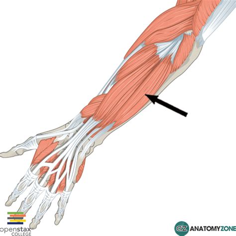 Extensor Carpi Ulnaris - AnatomyZone