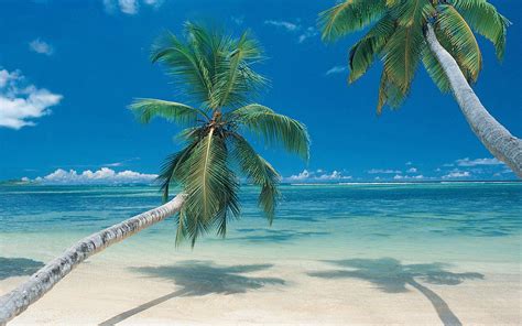 🔥 Download Wallpaper De Palmeras Beach Palm Tree Fotos E Im Genes En by ...