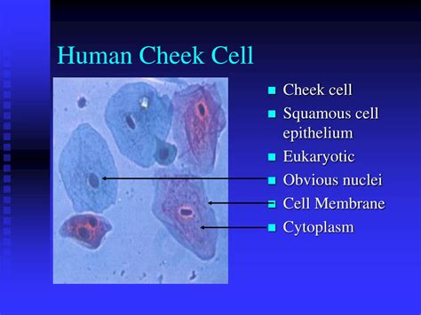 Squamous Epithelial Cheek Cells Labeled