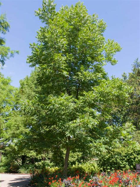 Hardy Pecan | Chicago Botanic Garden