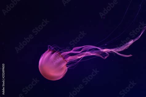 Beautiful jellyfish close up. Chrysaora chinensis. Malaysian sea nettle ...