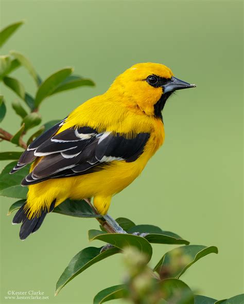 Yellow Oriole - Kester Clarke Wildlife Photography